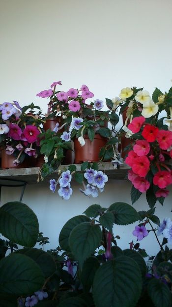  - 2017 primii mei achimenes