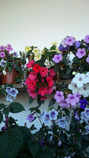  - 2017 primii mei achimenes