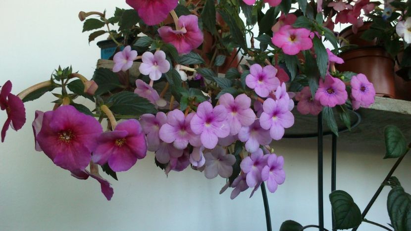  - 2017 primii mei achimenes