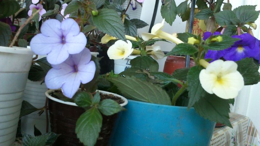  - 2017 primii mei achimenes