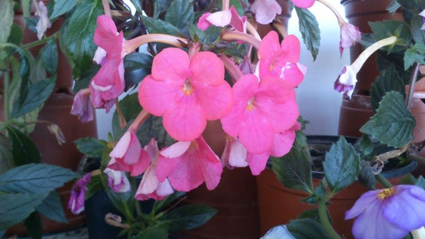 Tarantella - 2017 primii mei achimenes