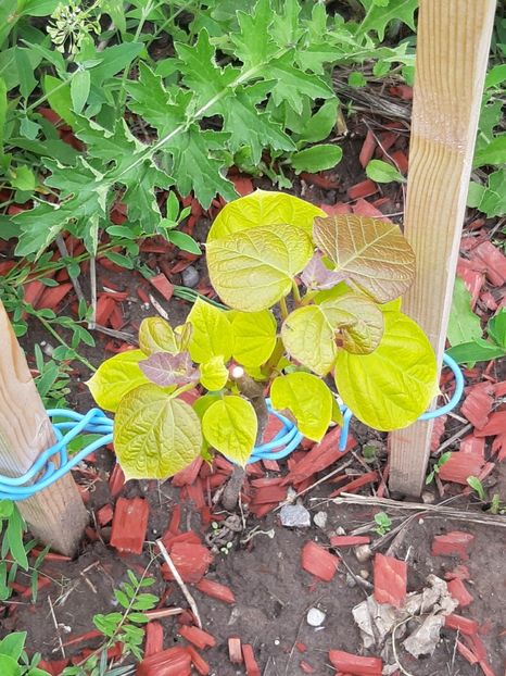 Catalpa aurie primavara - Training garden