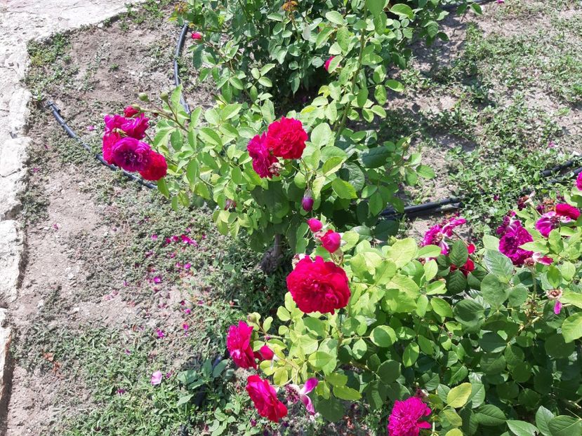 De dulceata? - De prin gradina botanica Balcic 2019