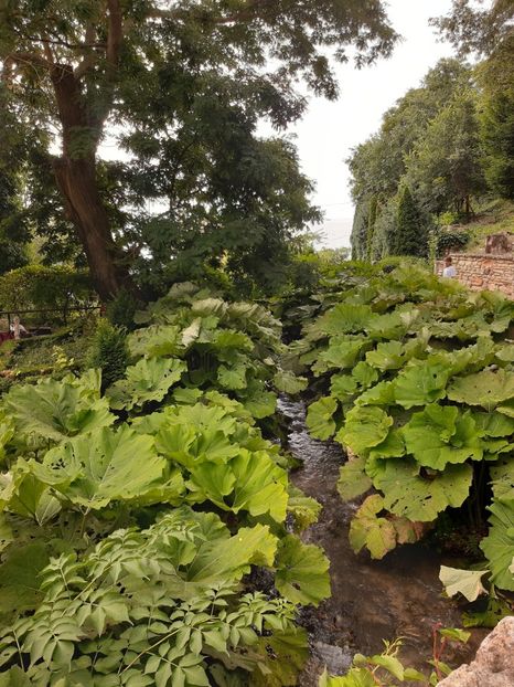Busturii, o surpriza - De prin gradina botanica Balcic 2019