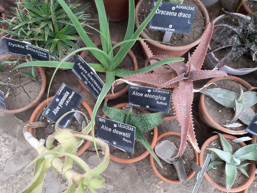  - De prin gradina botanica Balcic 2019