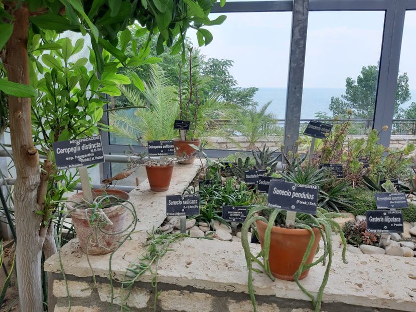  - De prin gradina botanica Balcic 2019