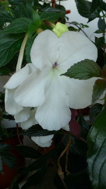 Jay Dee Large White - 2018 anul doi de achimenes