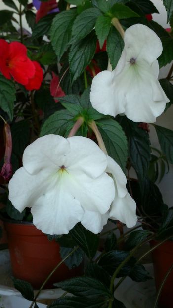 Jay Dee Large White - 2018 anul doi de achimenes