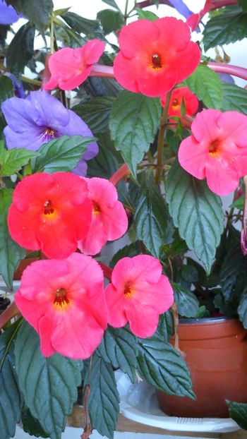 Orange Delight - 2018 anul doi de achimenes