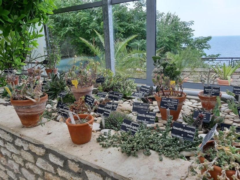  - De prin gradina botanica Balcic 2019