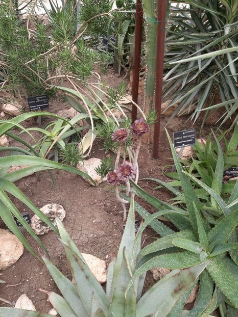  - De prin gradina botanica Balcic 2019
