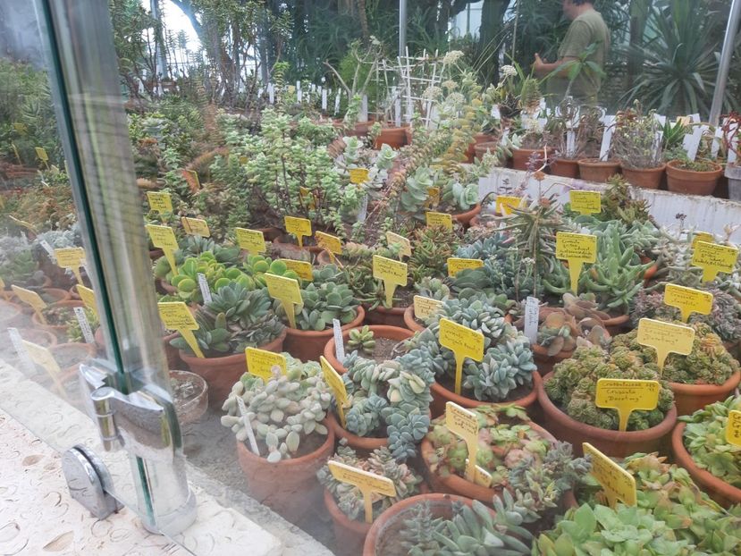 Pui de suculente - De prin gradina botanica Balcic 2019