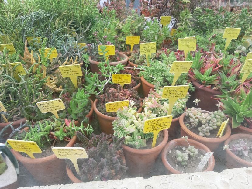  - De prin gradina botanica Balcic 2019