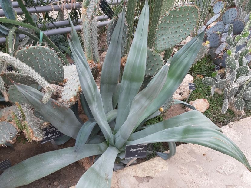  - De prin gradina botanica Balcic 2019