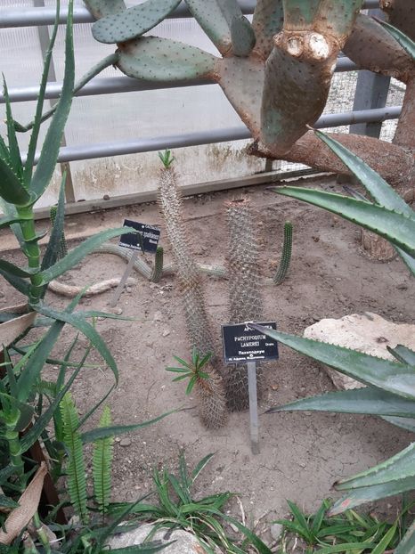  - De prin gradina botanica Balcic 2019