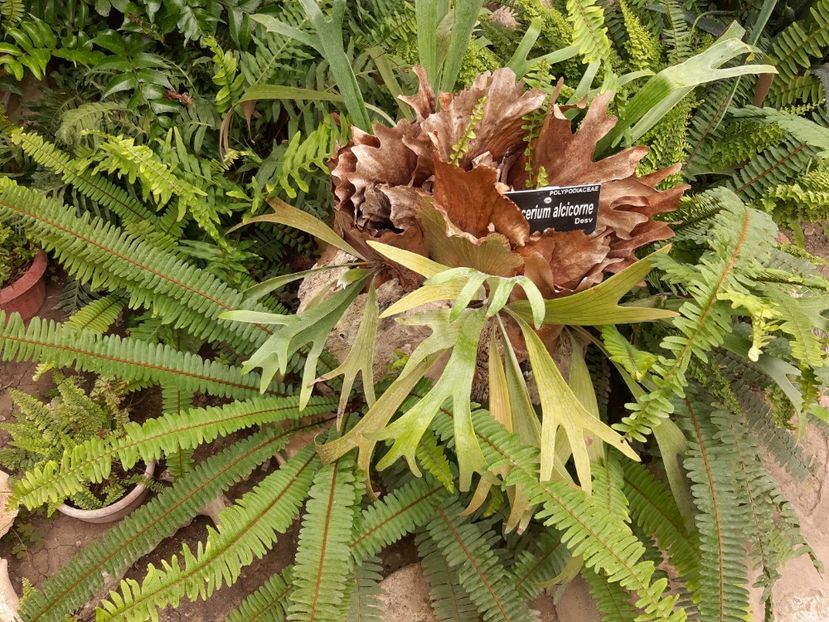  - De prin gradina botanica Balcic 2019