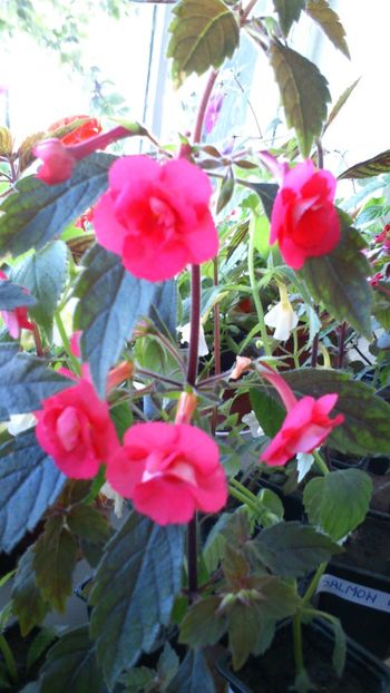 Stan's Delight nou venit in 2018 - 2018 anul doi de achimenes