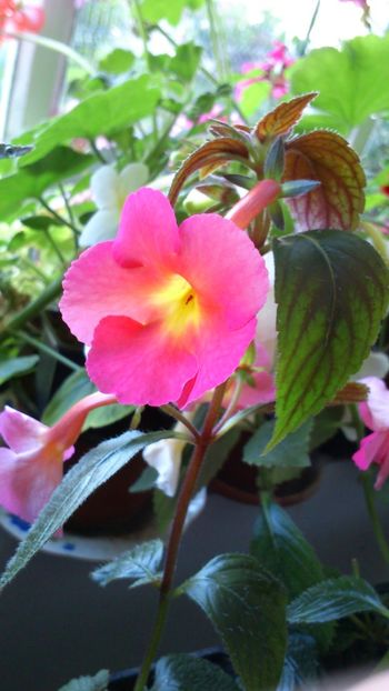 Peach Cascade nou venit in 2018 - 2018 anul doi de achimenes
