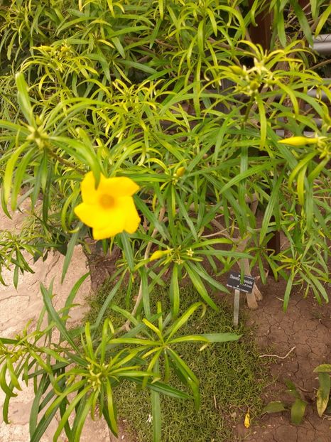  - De prin gradina botanica Balcic 2019
