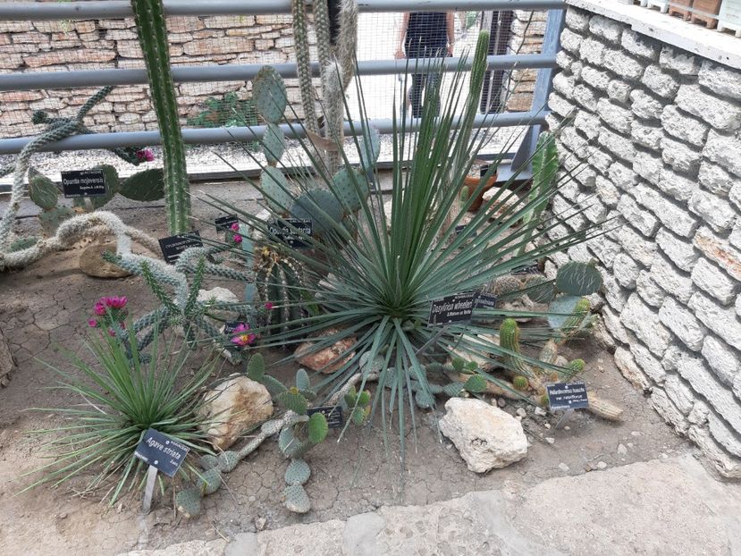  - De prin gradina botanica Balcic 2019