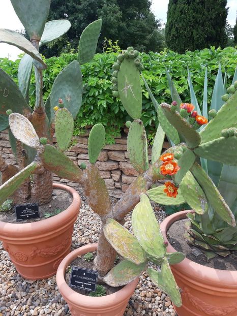  - De prin gradina botanica Balcic 2019