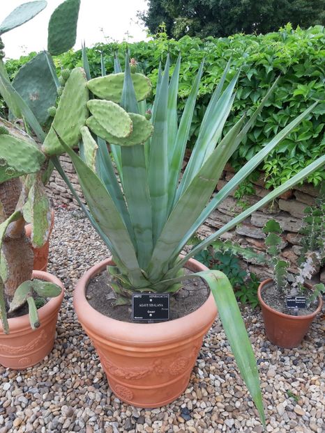 Aloe - De prin gradina botanica Balcic 2019