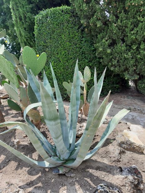  - De prin gradina botanica Balcic 2019