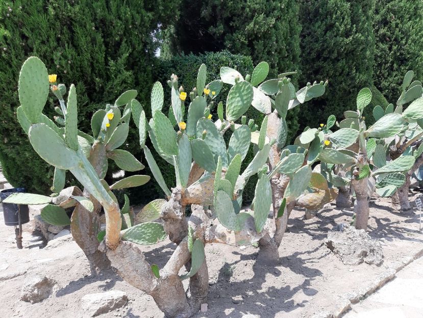  - De prin gradina botanica Balcic 2019