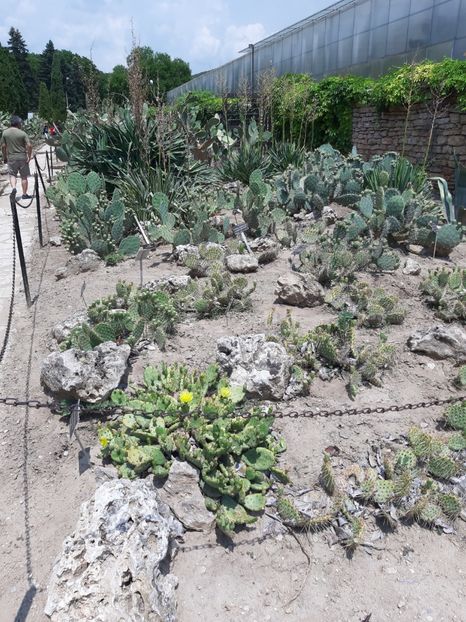 - De prin gradina botanica Balcic 2019
