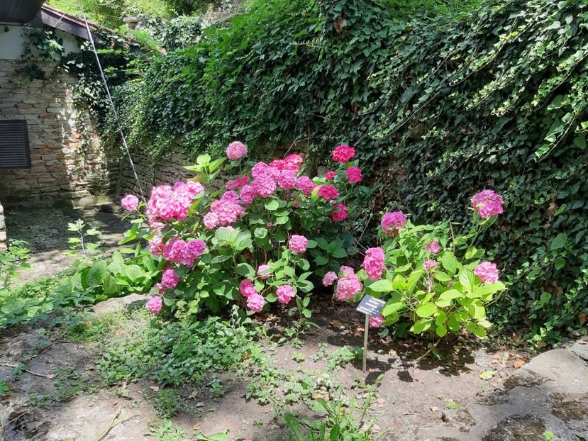 Hortensie roz intens - De prin gradina botanica Balcic 2019