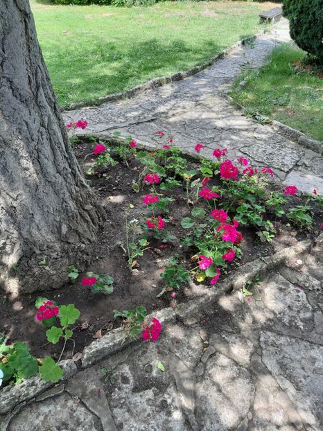  - De prin gradina botanica Balcic 2019