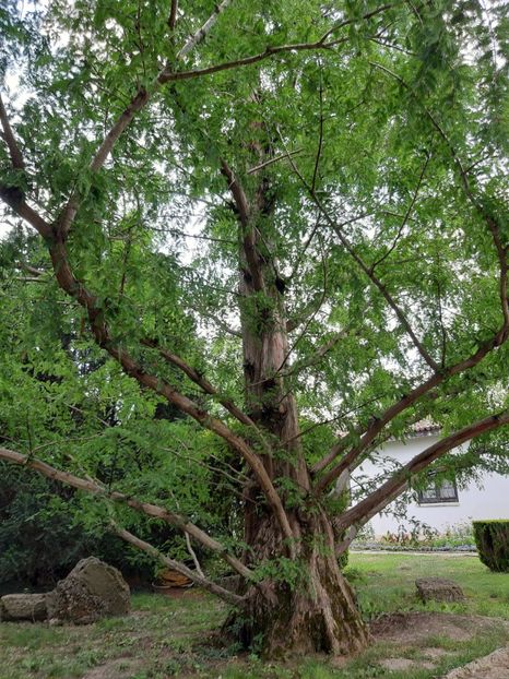  - De prin gradina botanica Balcic 2019