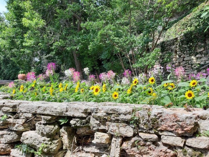  - De prin gradina botanica Balcic 2019