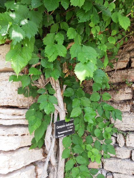  - De prin gradina botanica Balcic 2019