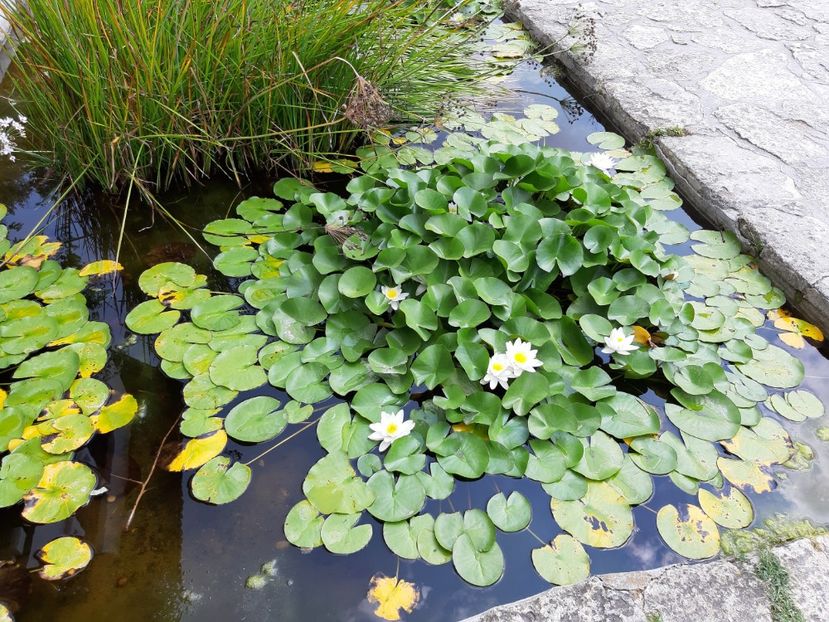  - De prin gradina botanica Balcic 2019