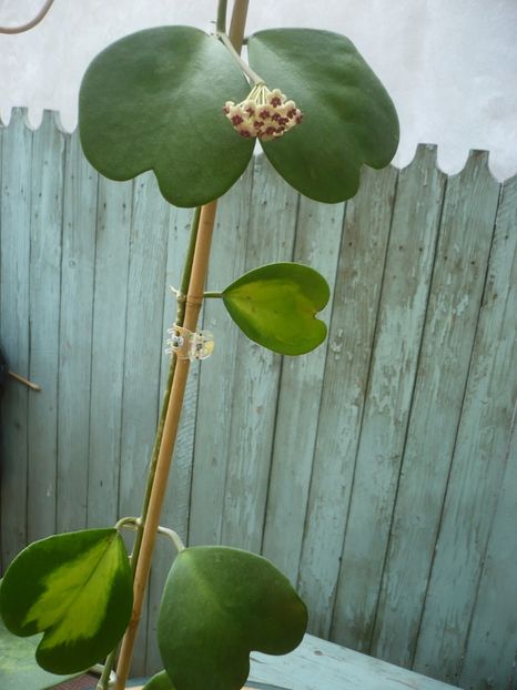 14.07.2019 - HOYA 2019