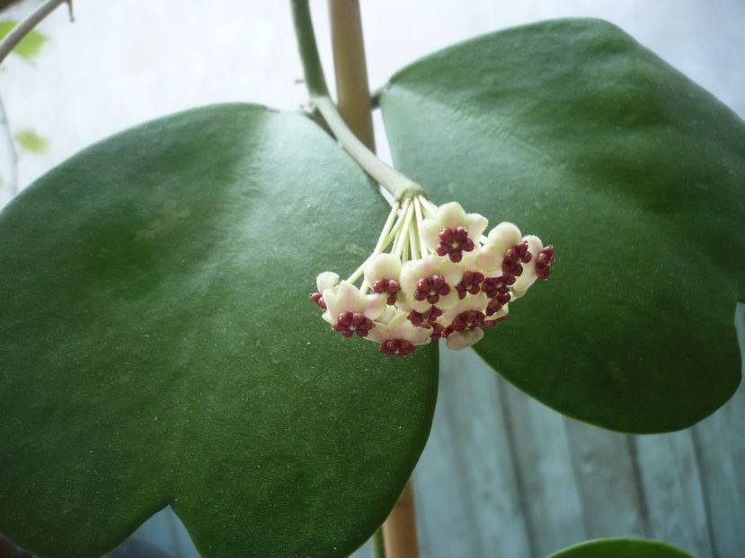 P1420207 - HOYA 2019