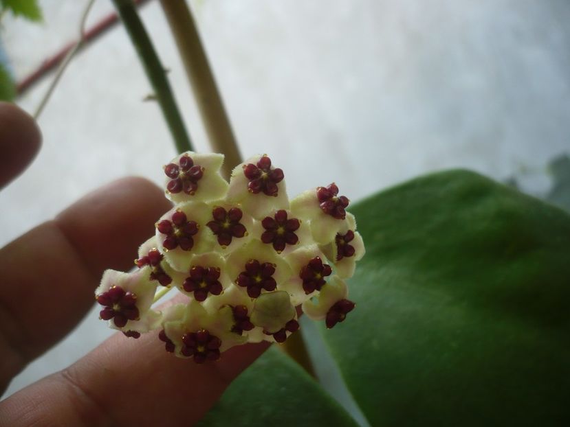 P1420208 - HOYA 2019