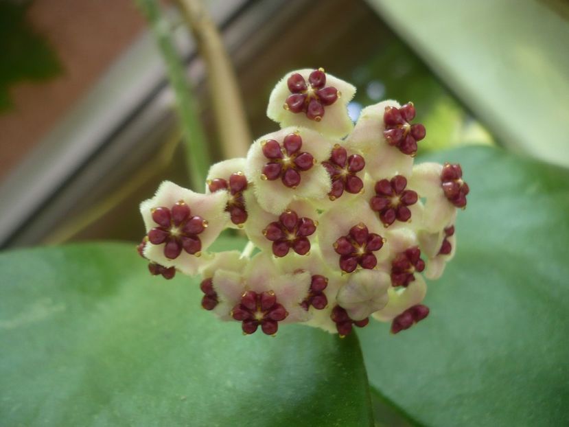 P1420214 - HOYA 2019