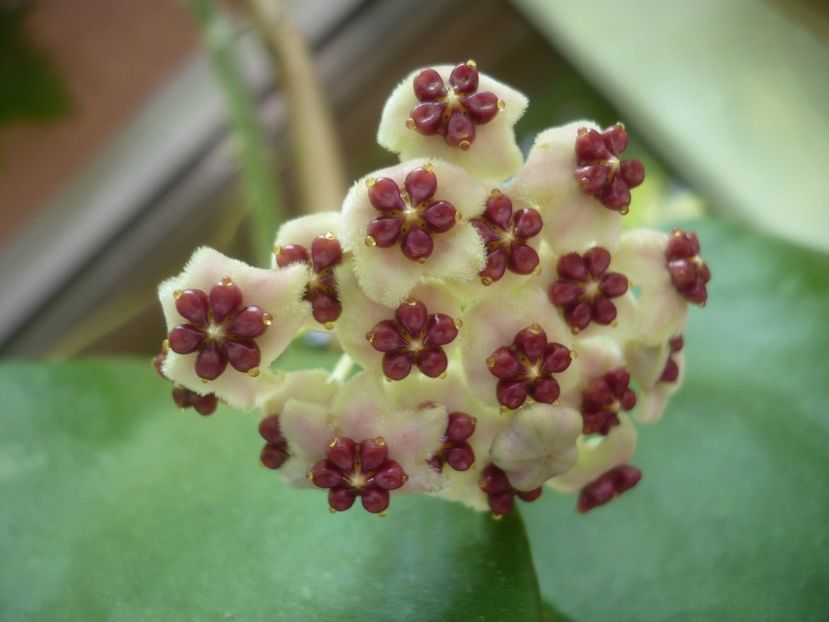 P1420216 - HOYA 2019