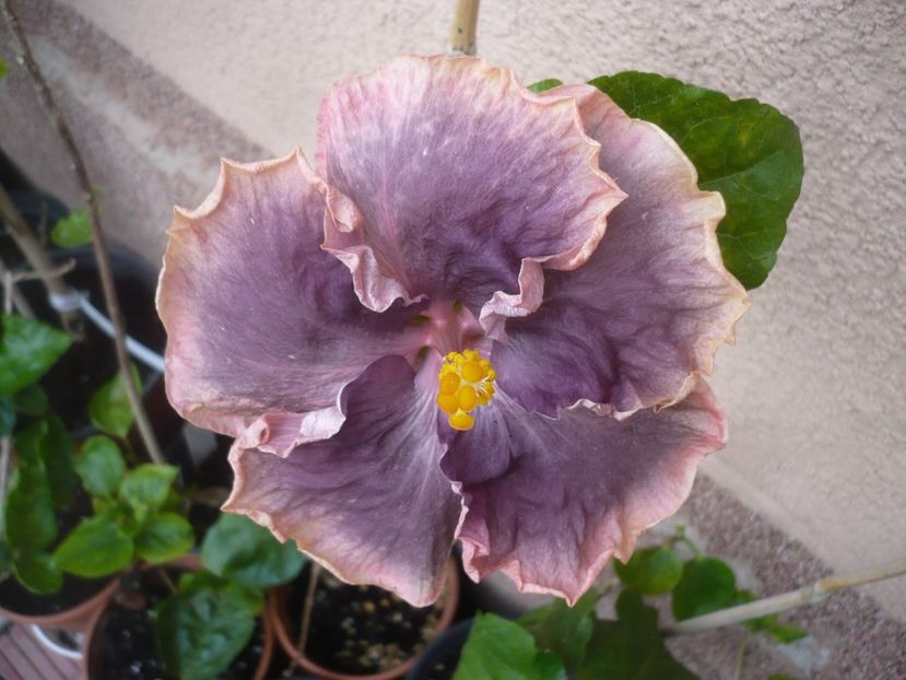 14.07.2019 - HIBISCUSI 2019-2