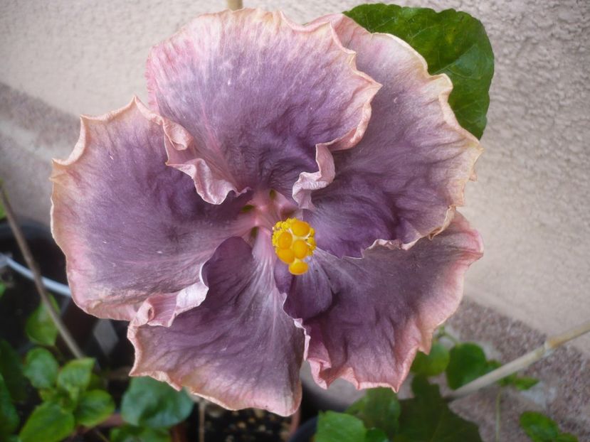 P1420219 - HIBISCUSI 2019-2