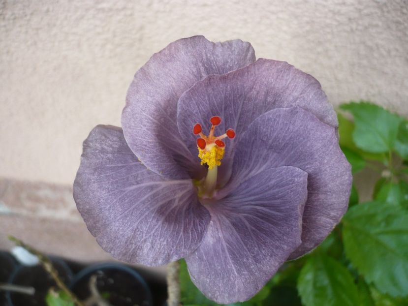 P1420221 - HIBISCUSI 2019-2