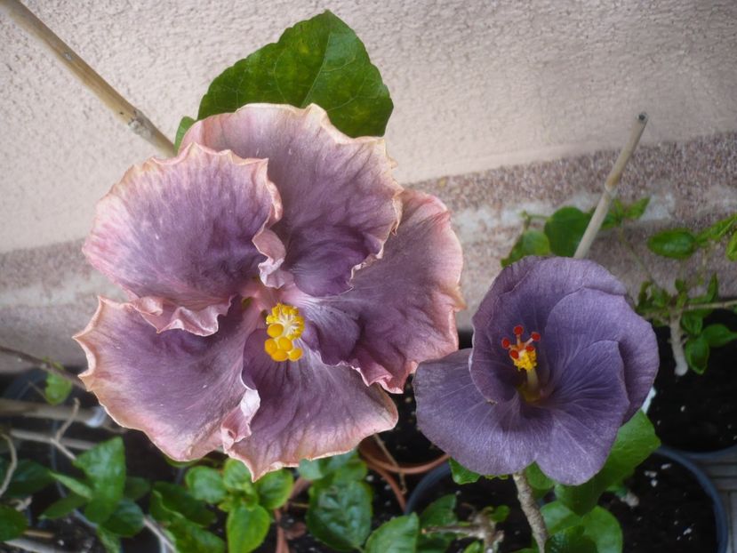 P1420222 - HIBISCUSI 2019-2