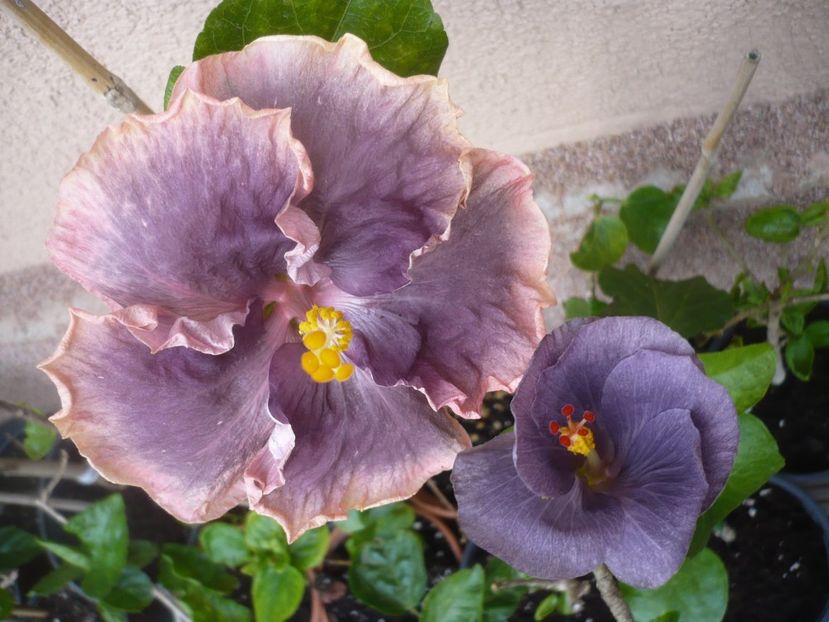 P1420223 - HIBISCUSI 2019-2