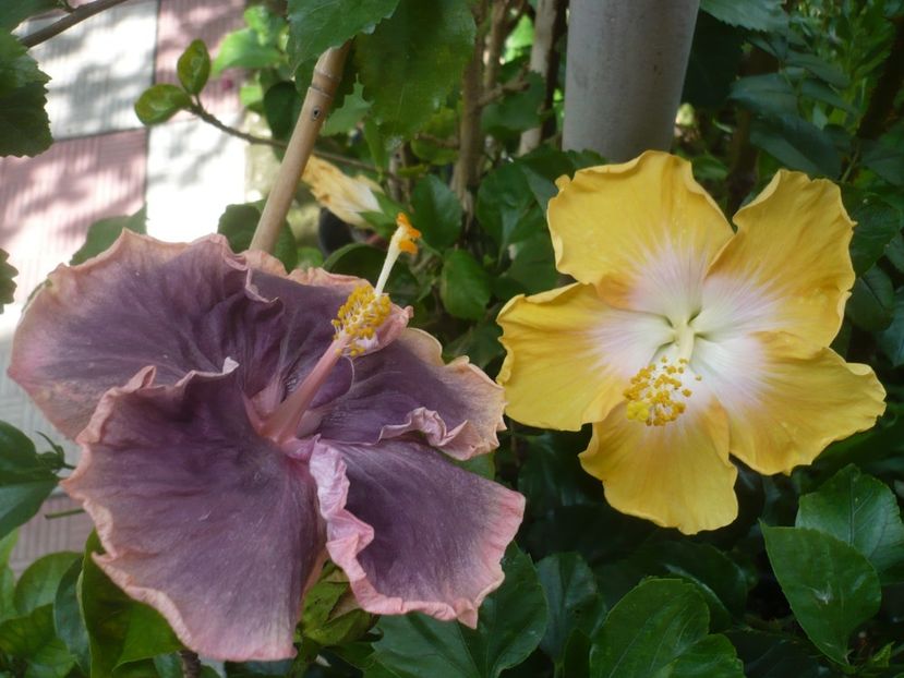 P1420224 - HIBISCUSI 2019-2