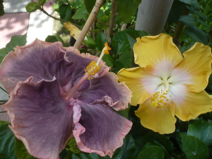 P1420225 - HIBISCUSI 2019-2