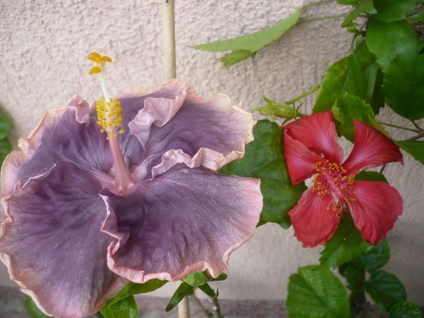 P1420227 - HIBISCUSI 2019-2