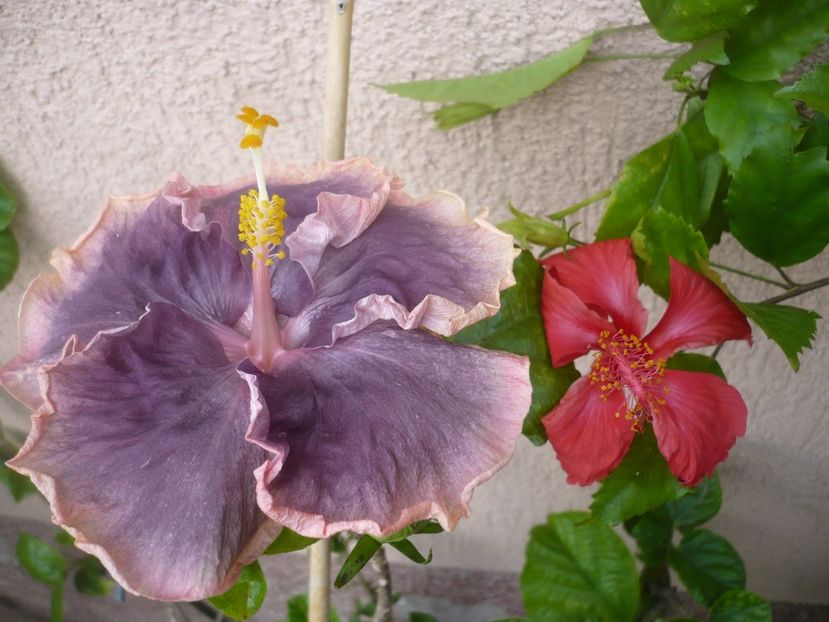 P1420228 - HIBISCUSI 2019-2
