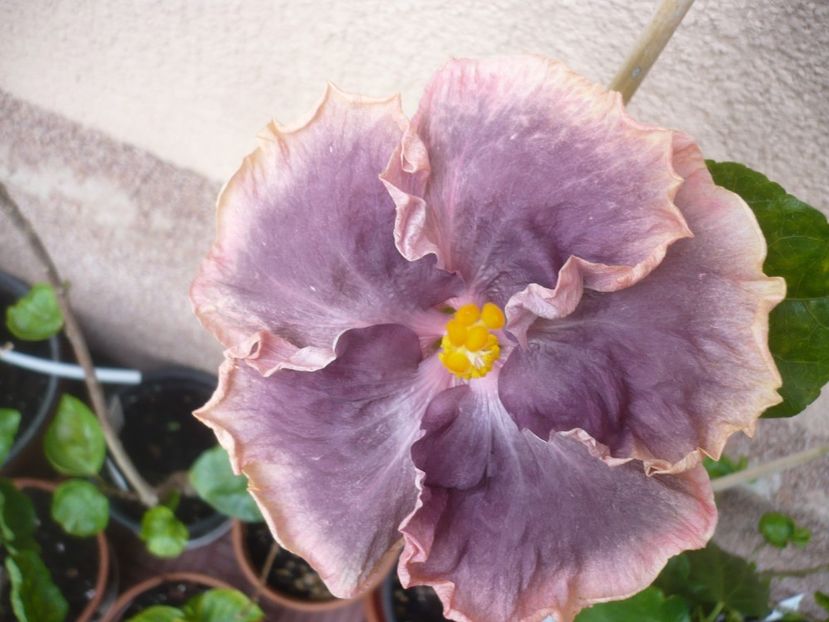 P1420230 - HIBISCUSI 2019-2